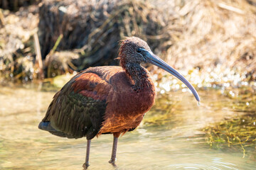 The glossy ibis, latin name Plegadis falcinellus, searching for food in the shallow lagoon.