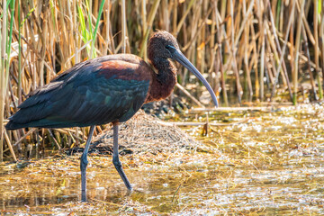 The glossy ibis, latin name Plegadis falcinellus, searching for food in the shallow lagoon.