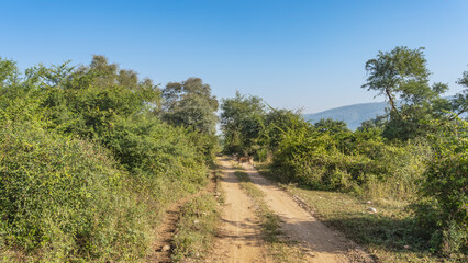 Fototapeta na wymiar A direct road for safari in the jungle. Spotted Indian deer axis crosses the trail. There are lush green trees and bushes on the roadsides. A mountain against a blue sky. India. Sariska National Park.