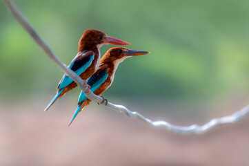 pair of white throat kingfisher, The white-throated kingfisher also known as the white-breasted...