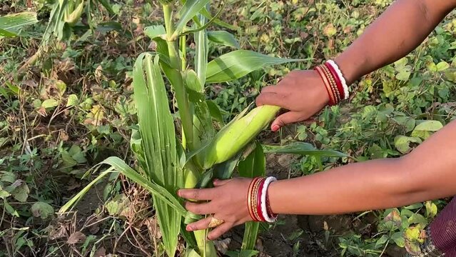 An Indian woman wearing bangles plucking corn from the grown plant in a Indian village. No face video.