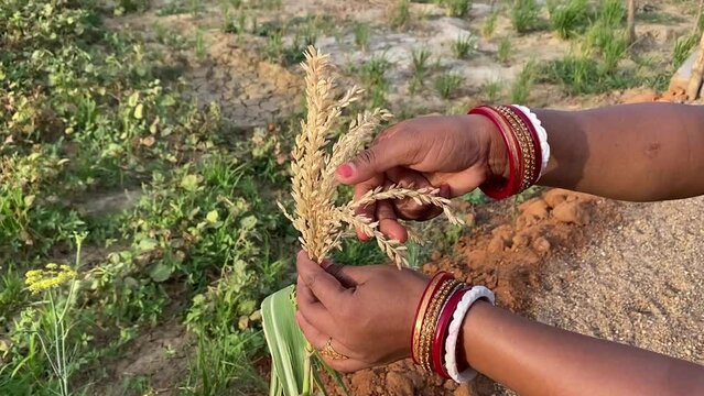 An Indian woman wearing bangles plucking wheat from the plant in a Indian village. No face video.
