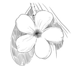 hand drawn flower
