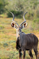 Male kudu antelope (Tragelaphus strepsiceros) in natural habitat, Addo Elephant National Park, South Africa.