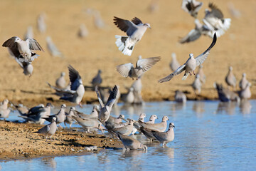 Cape turtle doves (Streptopelia capicola) gathering at a waterhole, Kalahari desert, South Africa.