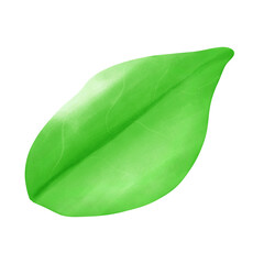 Fototapeta premium Leaf