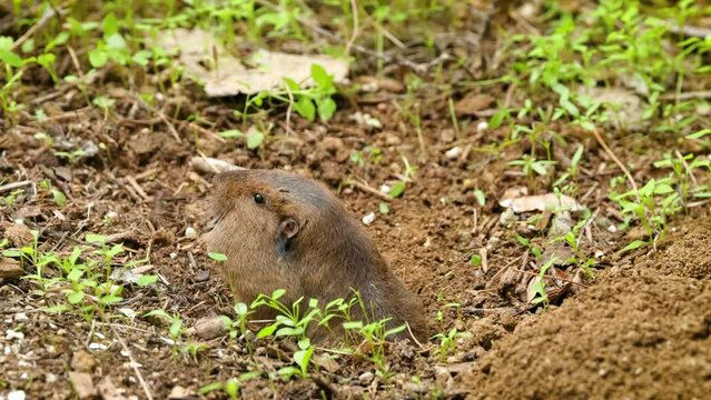 Gopher coming out of it's hole to eat.