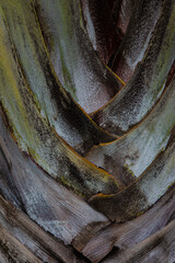 natural background dry palm tree trunk