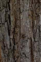 bark of a tree