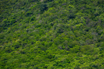 Fototapeta na wymiar Aerial view of the green forest against the land. Demonstrates the concept of preserving the ecosystem and nature, air pollution and saving the planet