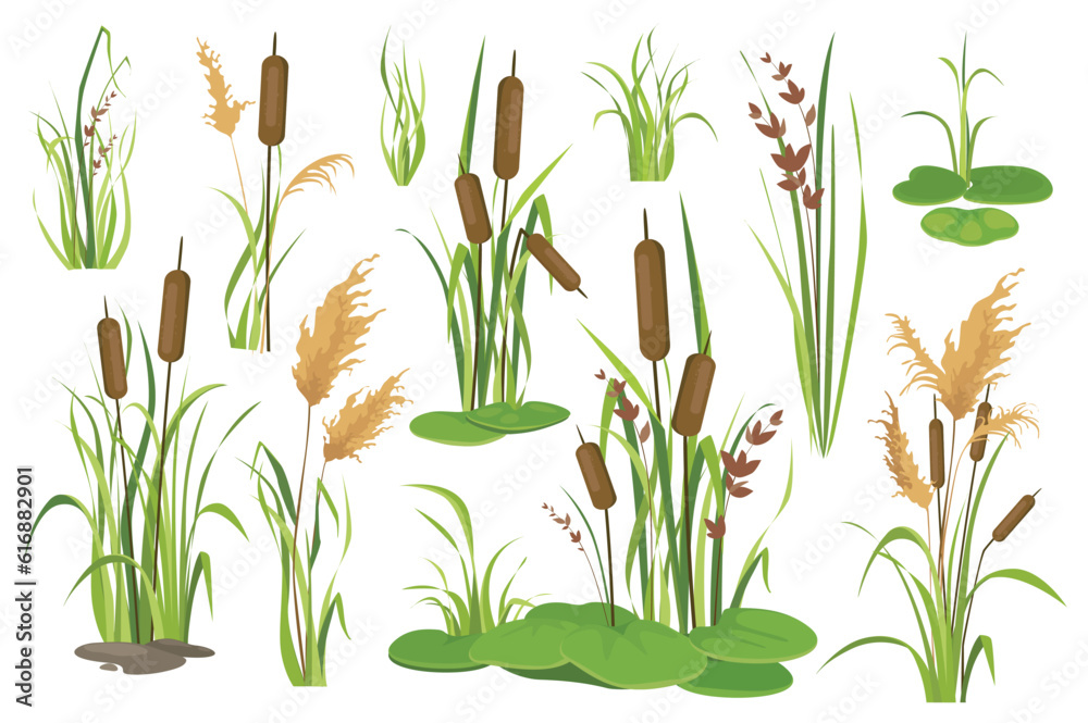 Leinwandbilder Bulrush and water plants objects mega set in graphic flat design. Bundle elements of different types of swamp cattails, marsh reed, sedge and blooming canes. Vector illustration isolated stickers