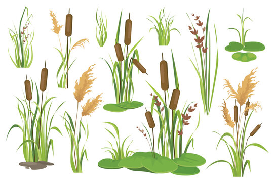 Bulrush and water plants objects mega set in graphic flat design. Bundle elements of different types of swamp cattails, marsh reed, sedge and blooming canes. Vector illustration isolated stickers