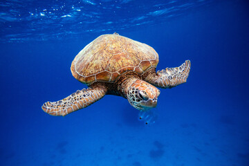 Green sea turtle eating jellyfish in blue ocean water
