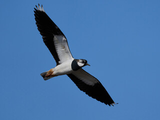 Obraz premium Northern lapwing (Vanellus vanellus)