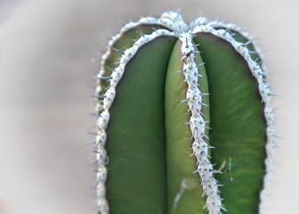 close up of a cactus