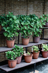 summer flowers in tokyo,japan