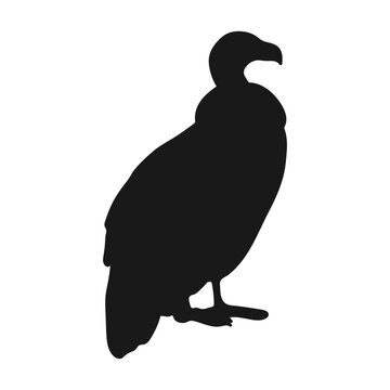 Bird Vulture. Silhouette. Isolated icon on a white background