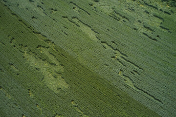 Green surface aerial view. Abstract green texture top view.