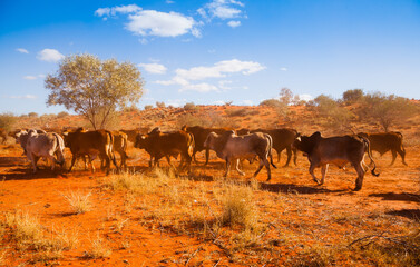 Outback Herd. Rural scene in Western Australia. Dusty red-orange dirt kicked up by a herd of cows...
