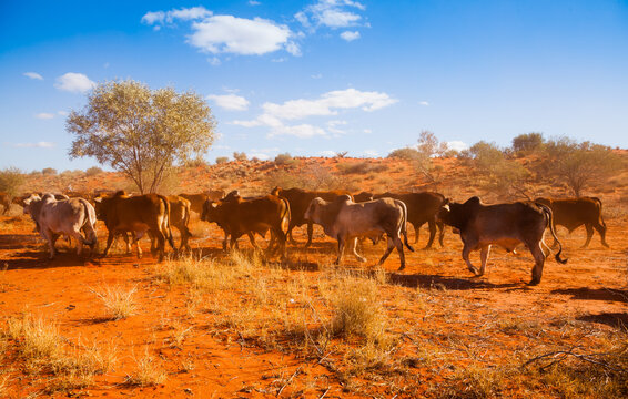 Outback Herd. Rural scene in Western Australia. Dusty red-orange dirt kicked up by a herd of cows in bushland, under a blue sky with small white clouds.

