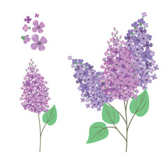 Beautiful floral set with pink lilac flowers. Vector illustration