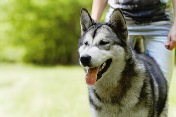Naklejka na ściany i meble Husky dog, person and playing in park for walking, training or bonding together in summer sunshine. Pet, puppy and owner in nature, backyard or garden with love, friends or care by blurred background