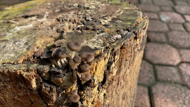 Mushroom fungi  on tree trunk.mushrooms  growing on a tree trunk
