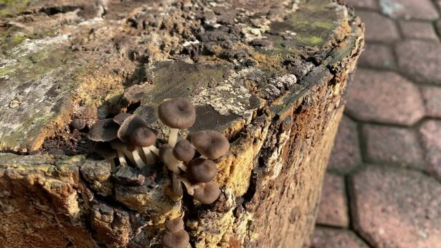Mushroom fungi  on tree trunk.mushrooms  growing on a tree trunk