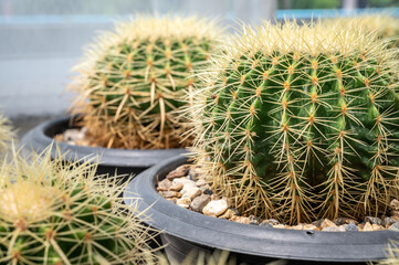 Group of Golden barrel cactus (Echinocactus grusonii) in greenhouse. © boyloso