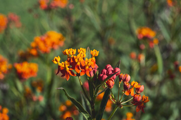 A view of the flowers of the tropical milkweed plant.