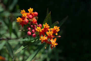 A view of the flowers of the tropical milkweed plant.