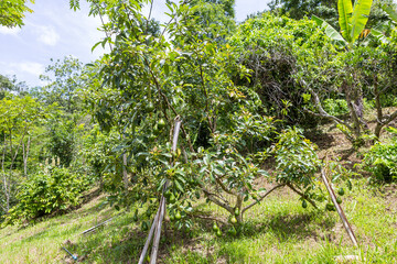 Fototapeta premium Avocado tree full of fruit from garden in north of Thailand, agriculture industry, ripe green avocado fruit