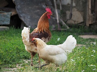 Rooster and hen on the farm. Rural landscape with poultry. Bird flu epidemic