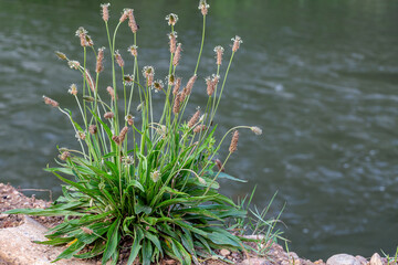 Plantago lanceolata. Ribwort plantain with its inflorescences. © LFRabanedo