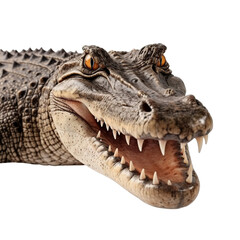 Obraz premium crocodile, face shot, portrait, isolated on transparent background cutout, generative ai.
