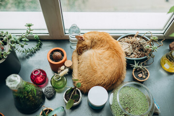 a red-haired ginger cat is curled up and sleeping on the windowsill with flowers  - Powered by Adobe