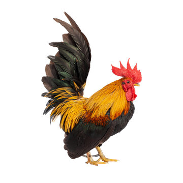 cock png image_ animal images _ Indian animal image _  food image _ chicken image _ cock in isolated white background  