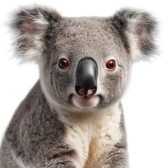 Fototapeta premium koala, face shot, portrait, isolated on transparent background cutout, generative ai.