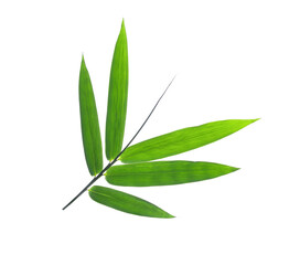 bamboo leaves on transparent png