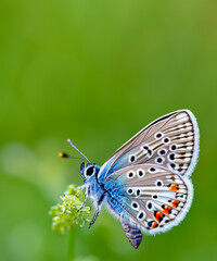 Fototapeta na wymiar butterfly in close up on blurred green background