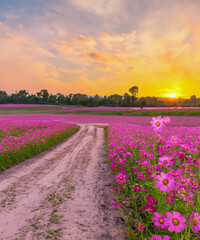 Landscape of the dirt road and beautiful cosmos flower field at sunset time.