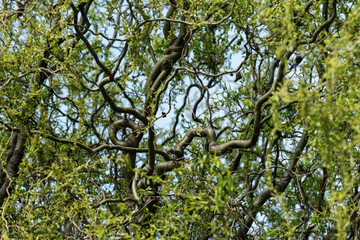 Fototapeta premium Corkscrew willow tree curly branches in spring