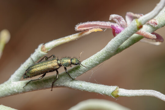 รูปภาพMelyridae เลือกดูภาพถ่ายสต็อก เวกเตอร์ และวิดีโอ133 Adobe Stock