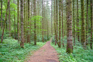 Fototapeta premium Chemin à travers une forêt 