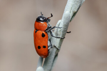 Detail of Tituboea sexmaculata beetle posed on a twig under the sun