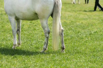 Naklejka na ściany i meble White horse at equestrian event