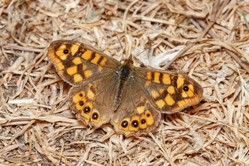 Speckled wood butterfly, Pararge aegeria, resting on the ground on a sunny day