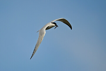 Gull-billed tern with beetle larva as prey // Lachseeschwalbe mit Wasserkäfer-Larve als Beute (Gelochelidon nilotica) - Axios Delta, Greece