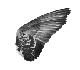 wings of birds on transparent png