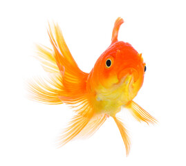 gold fish on transparent png